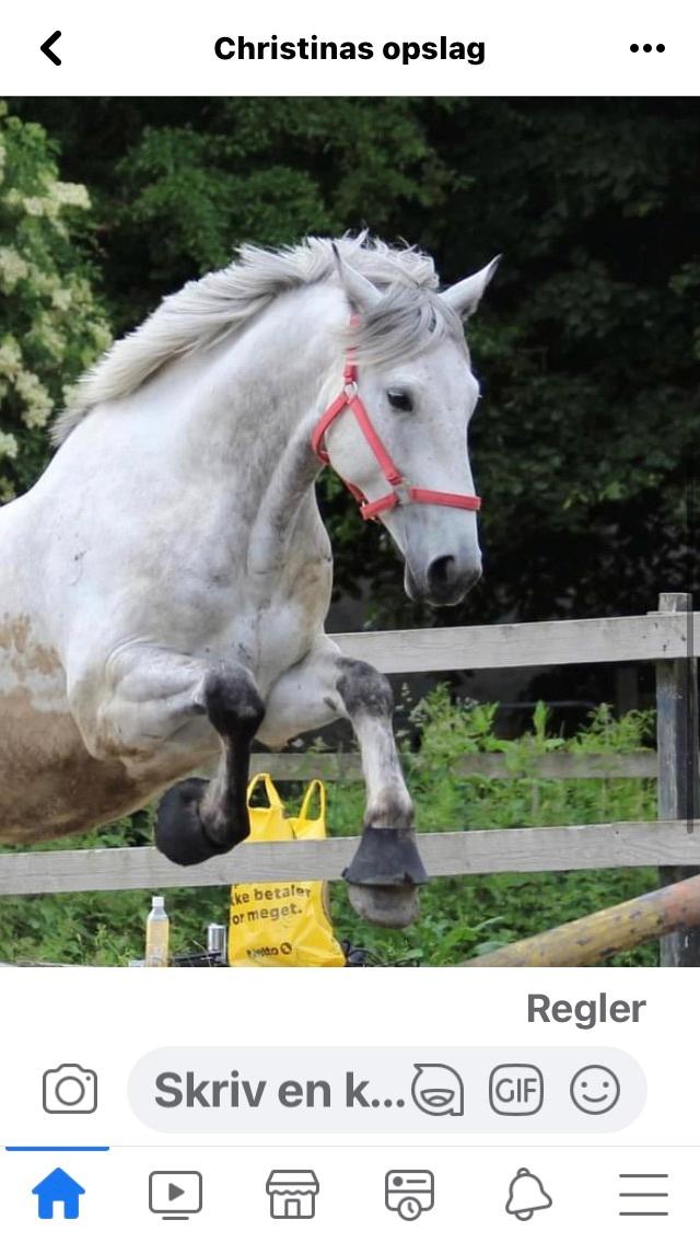 Irsk Sportshest Creagh Cash ( himmelhest d 25/11-24 R.I.P) billede 12