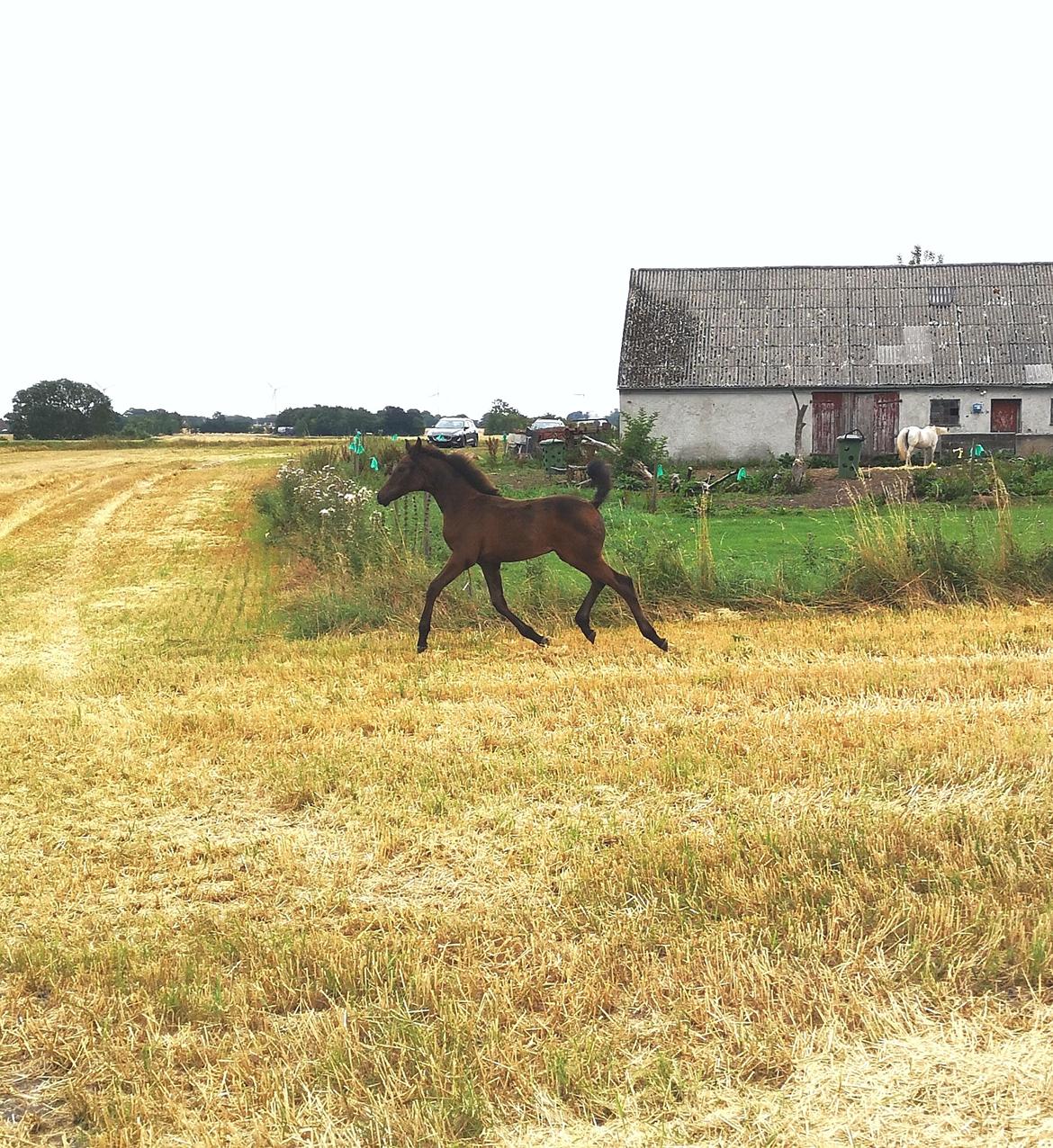 Dansk Varmblod Kastaniely's Spectra  billede 5