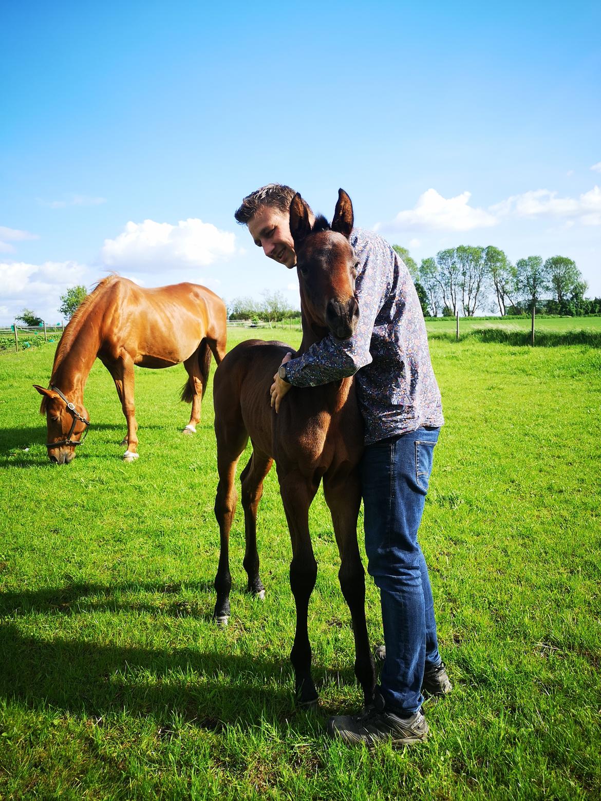 Dansk Varmblod Kastaniely's Spectra  billede 14