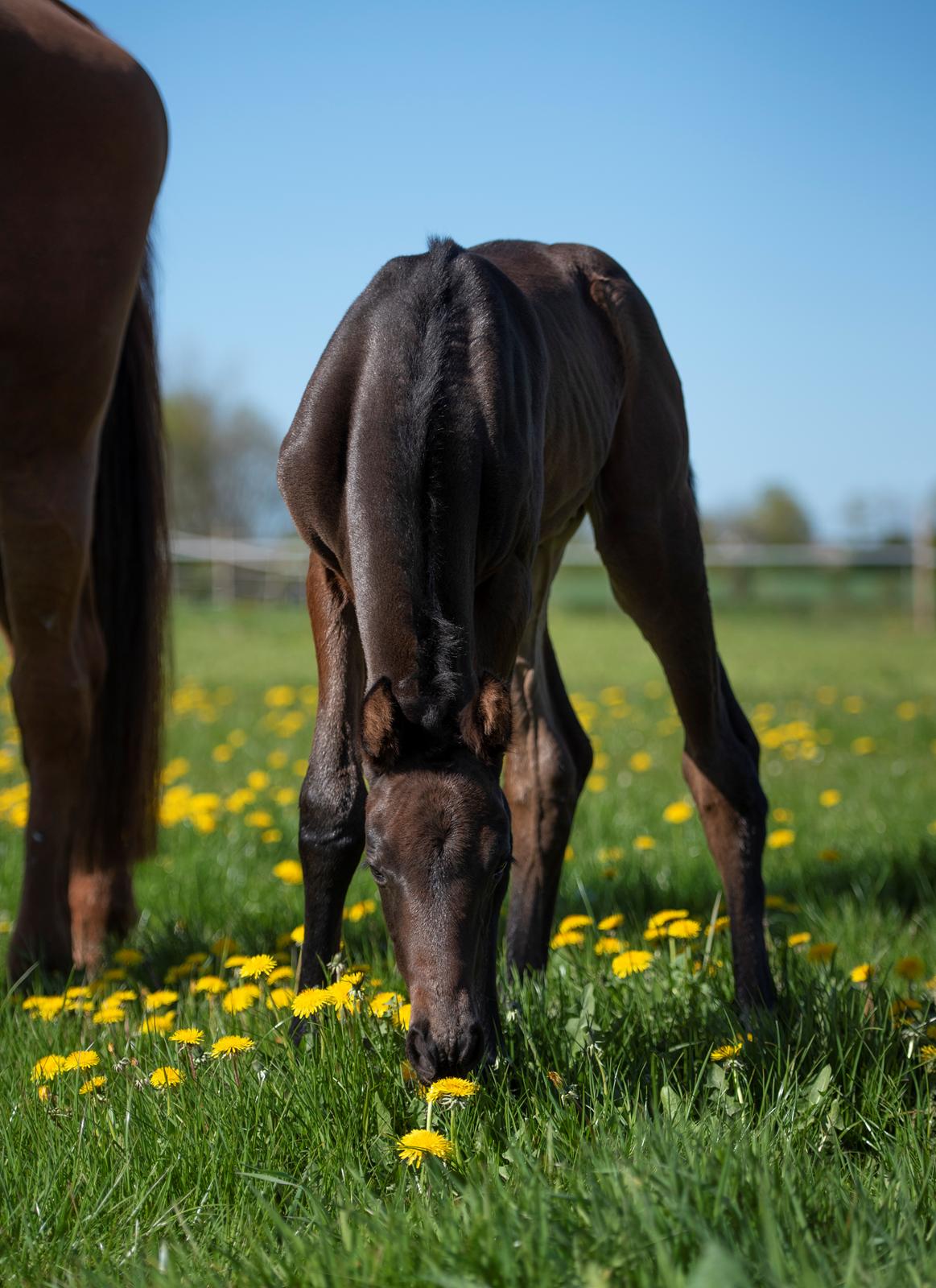 Dansk Varmblod Kastaniely's Spectra  billede 16