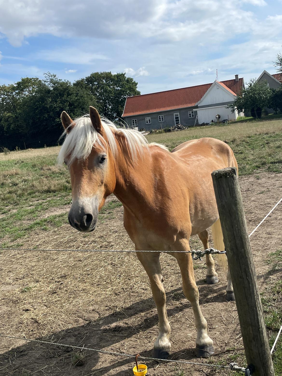 Haflinger Milton billede 2