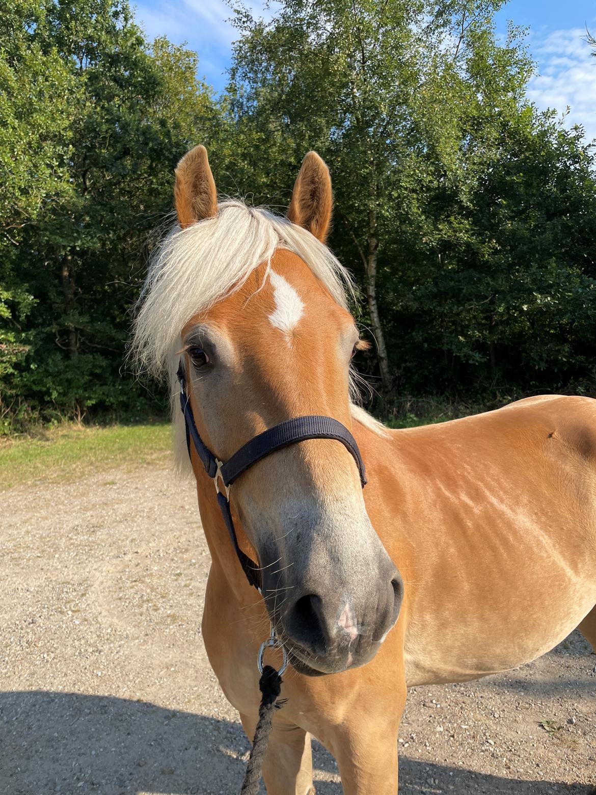 Haflinger Milton billede 3