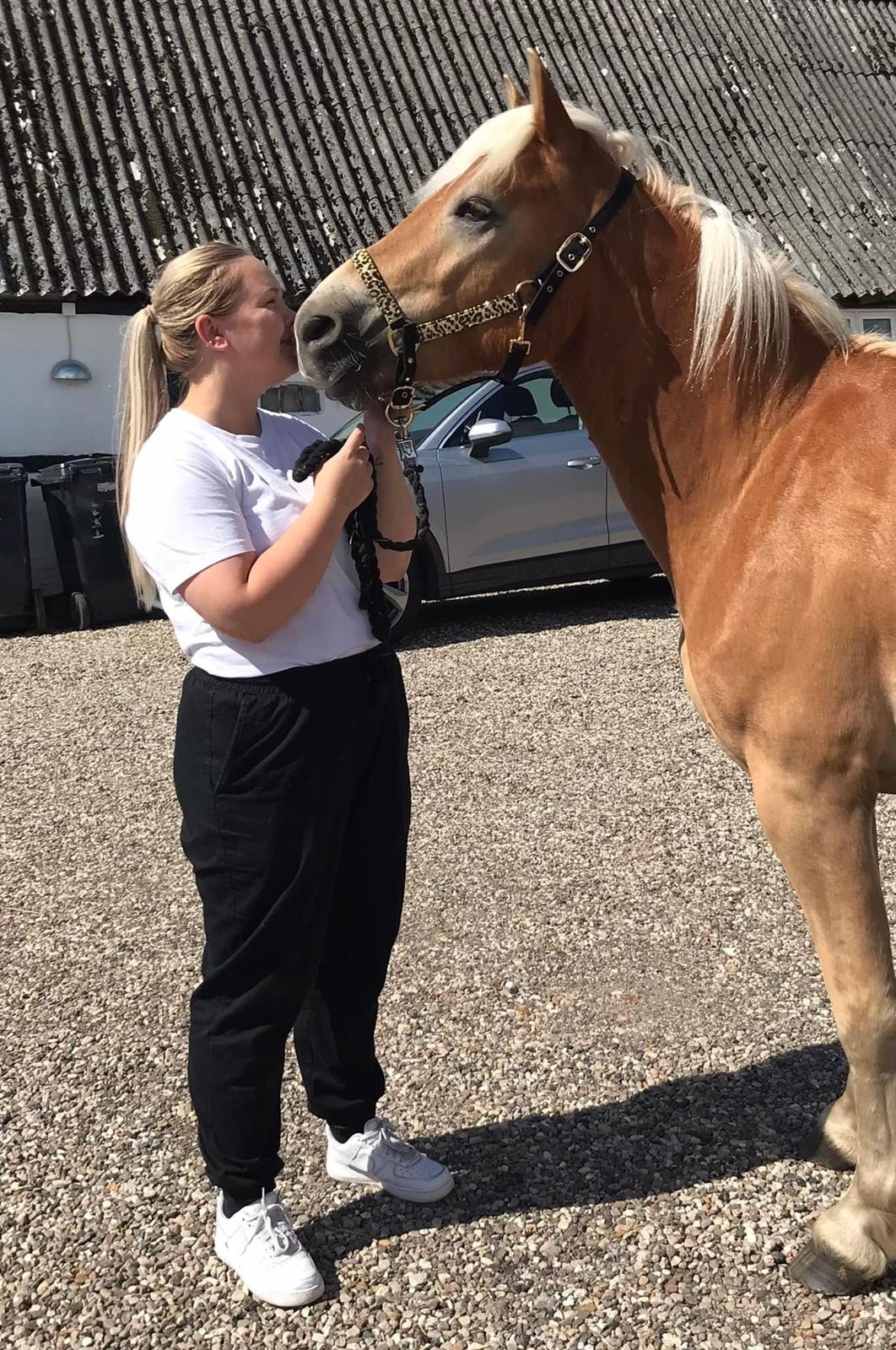 Haflinger Milton billede 1