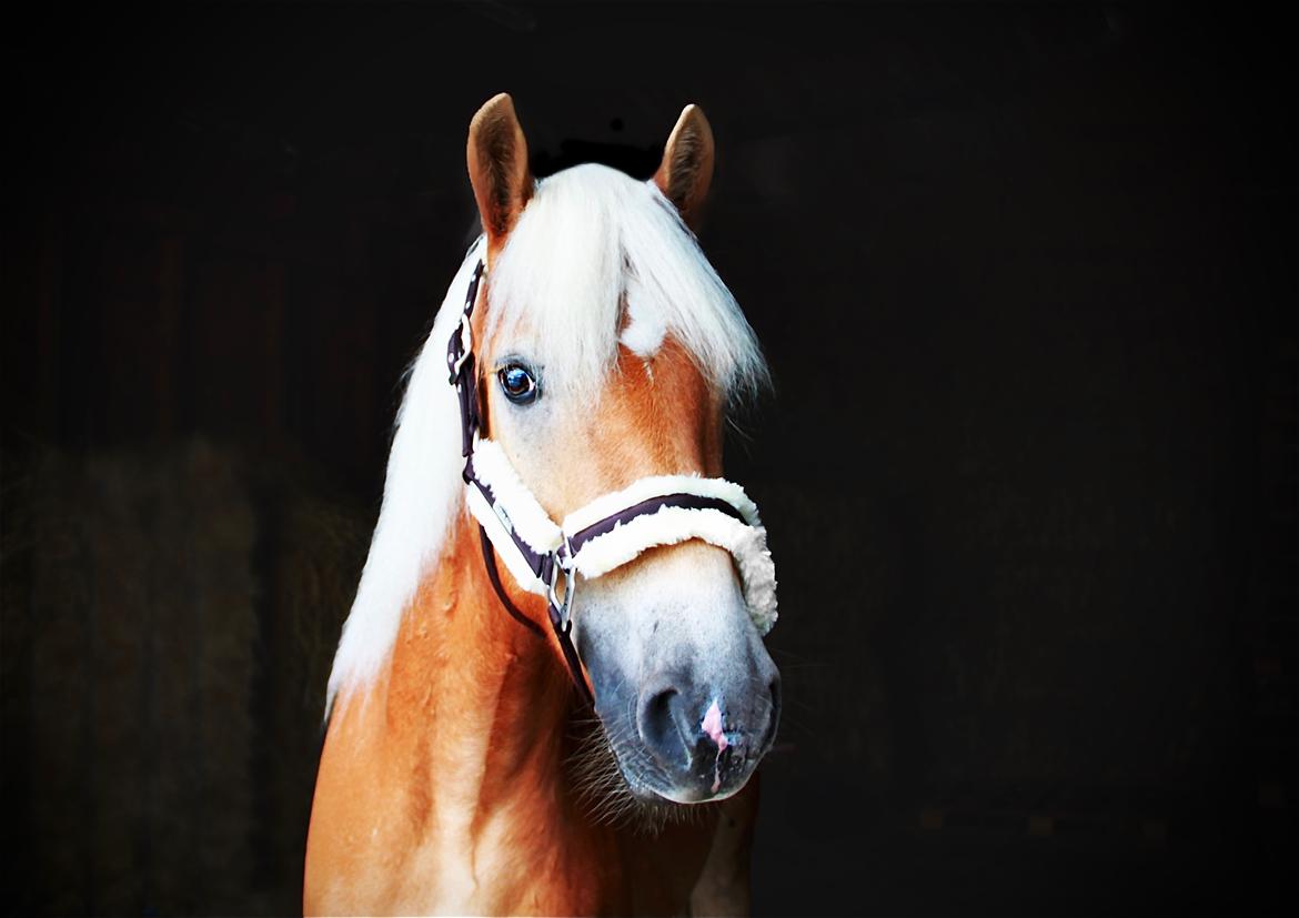 Haflinger Milton billede 5