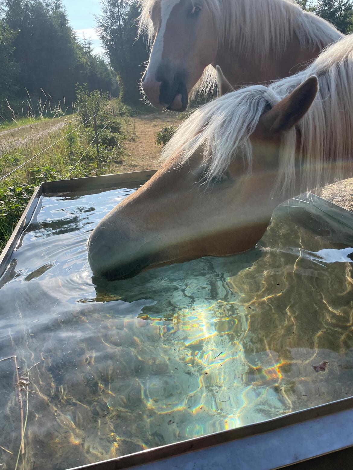 Haflinger Milton billede 4