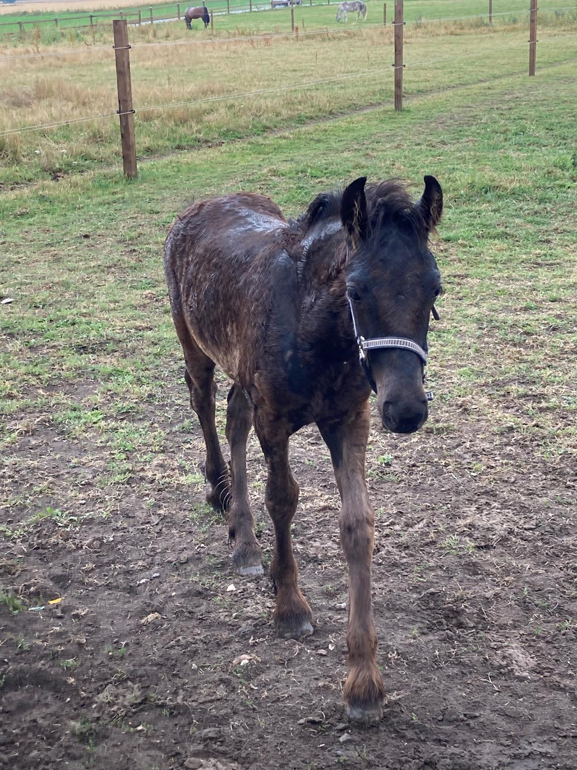 Fell pony Hollyhusets Bombay Saphire SOLGT billede 1