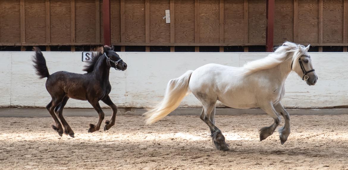 Fell pony Hollyhusets Bombay Saphire SOLGT billede 2