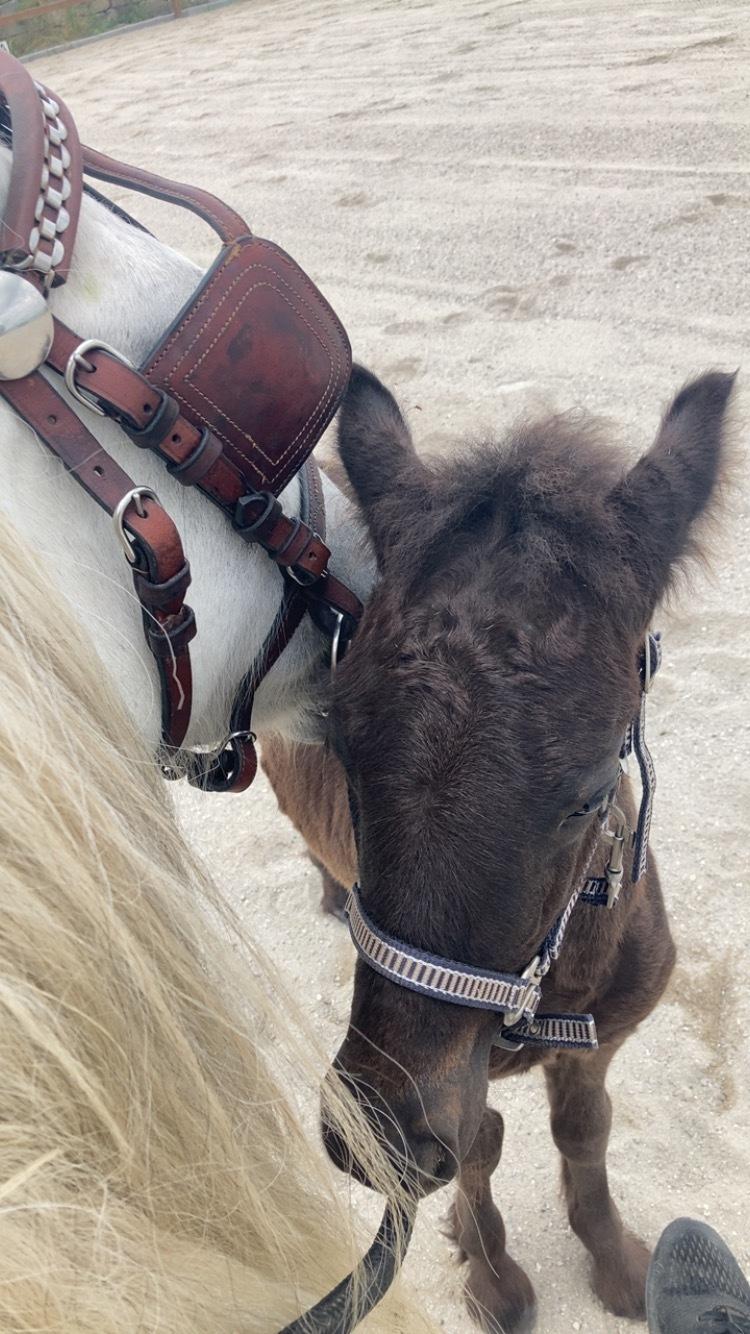 Fell pony Hollyhusets Bombay Saphire SOLGT billede 3