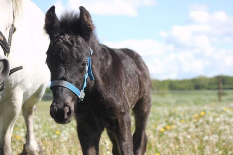 Fell pony Hollyhusets Bombay Saphire SOLGT billede 5