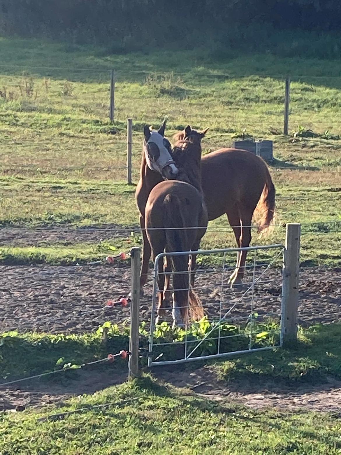 Cruzado Pandora - Pandora og hendes BFF, Pund <3 billede 7