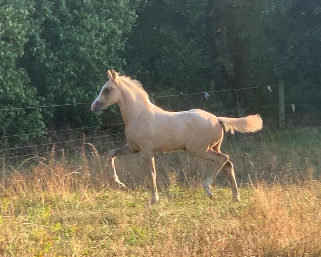 Palomino Sunfyre Roest billede 1