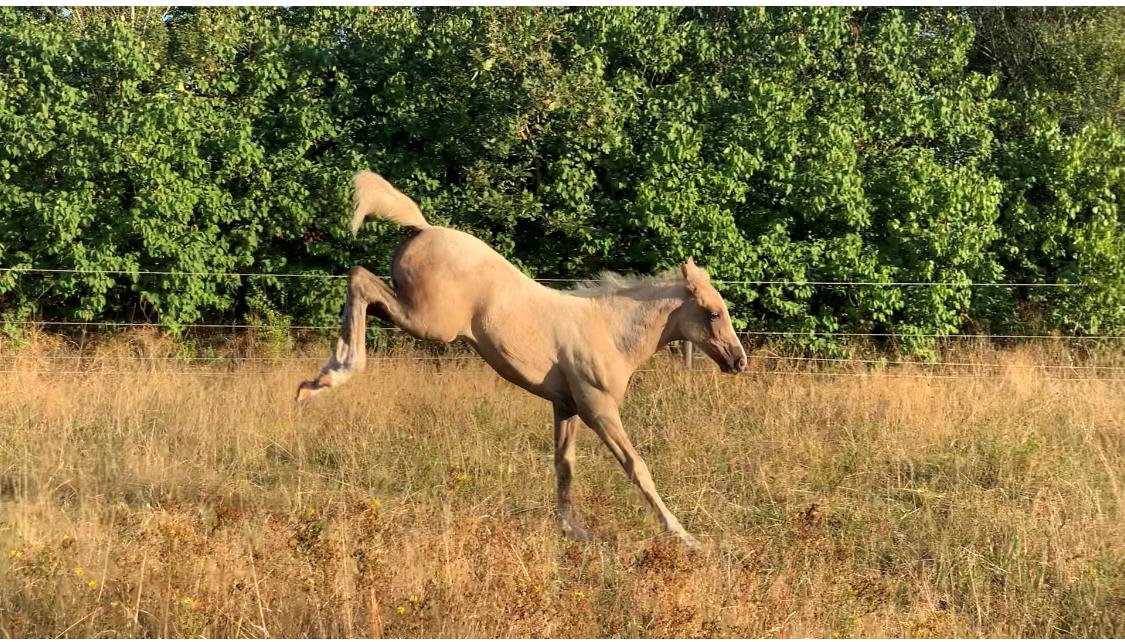 Palomino Sunfyre Roest billede 4