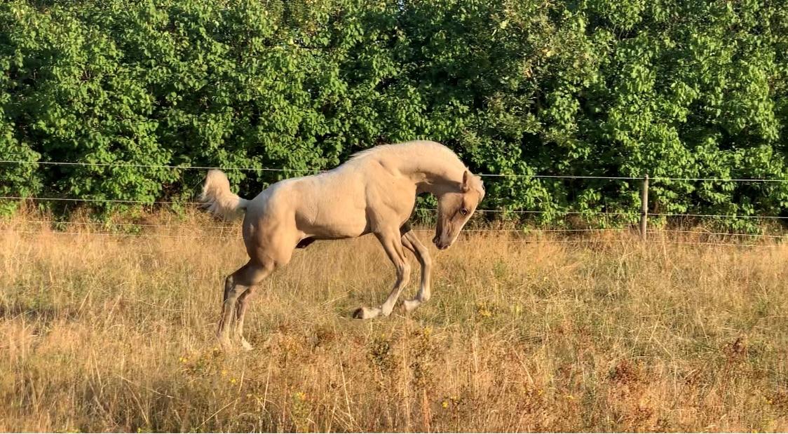 Palomino Sunfyre Roest billede 5
