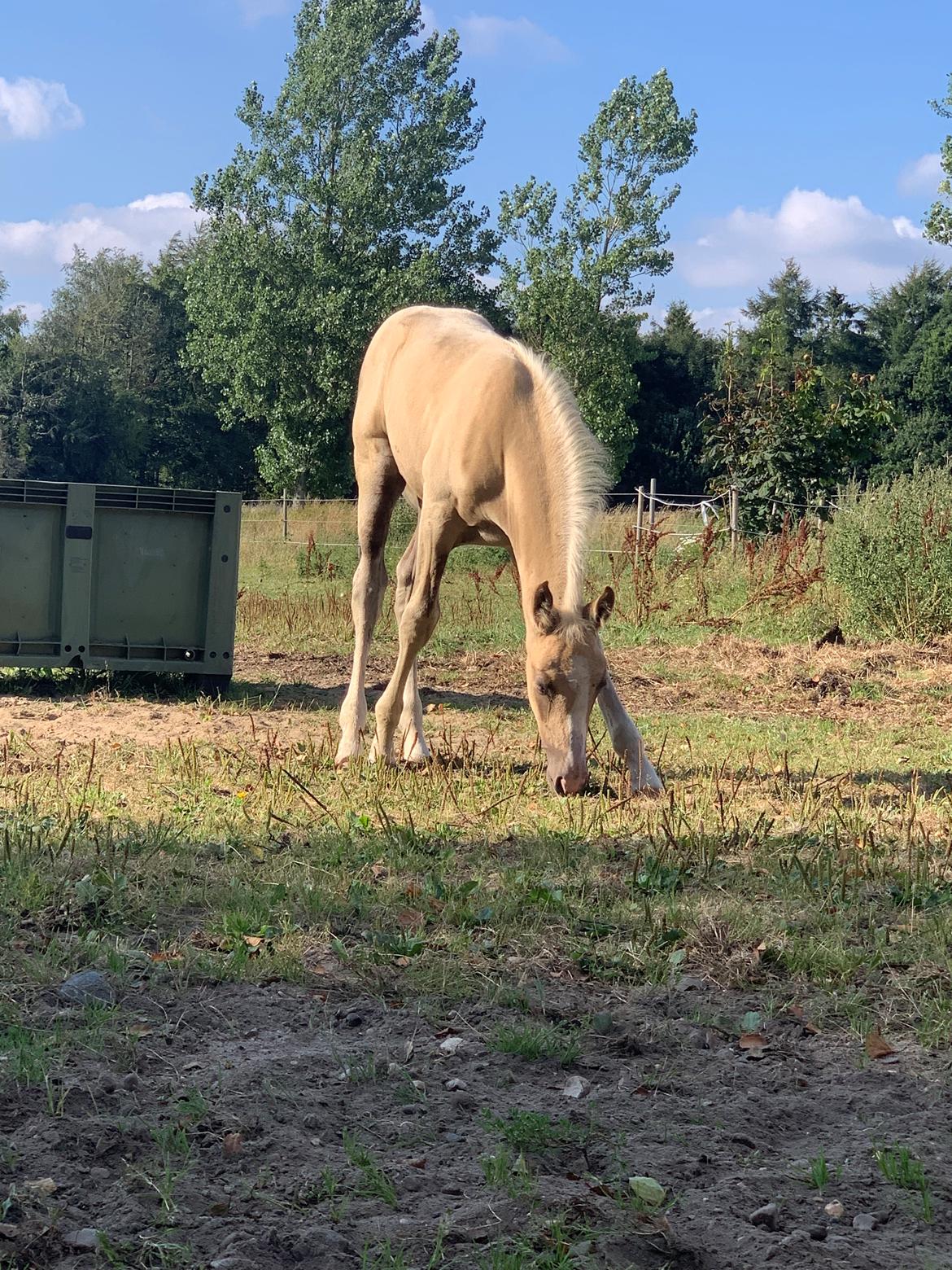 Palomino Sunfyre Roest billede 7