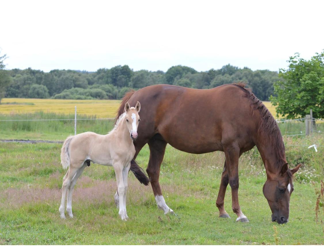 Palomino Sunfyre Roest billede 9