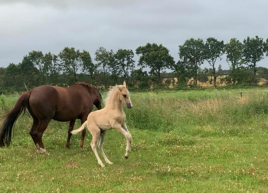 Palomino Sunfyre Roest billede 11