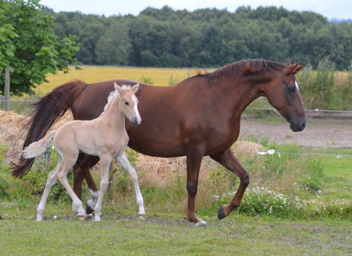 Palomino Sunfyre Roest billede 8