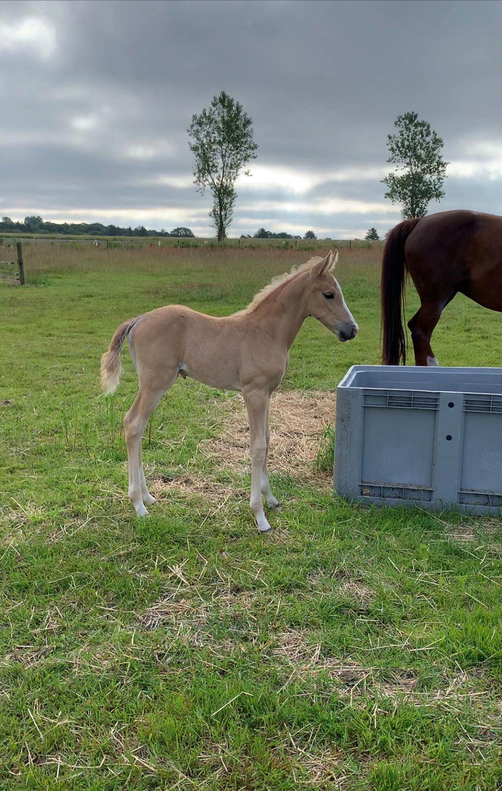 Palomino Sunfyre Roest billede 13