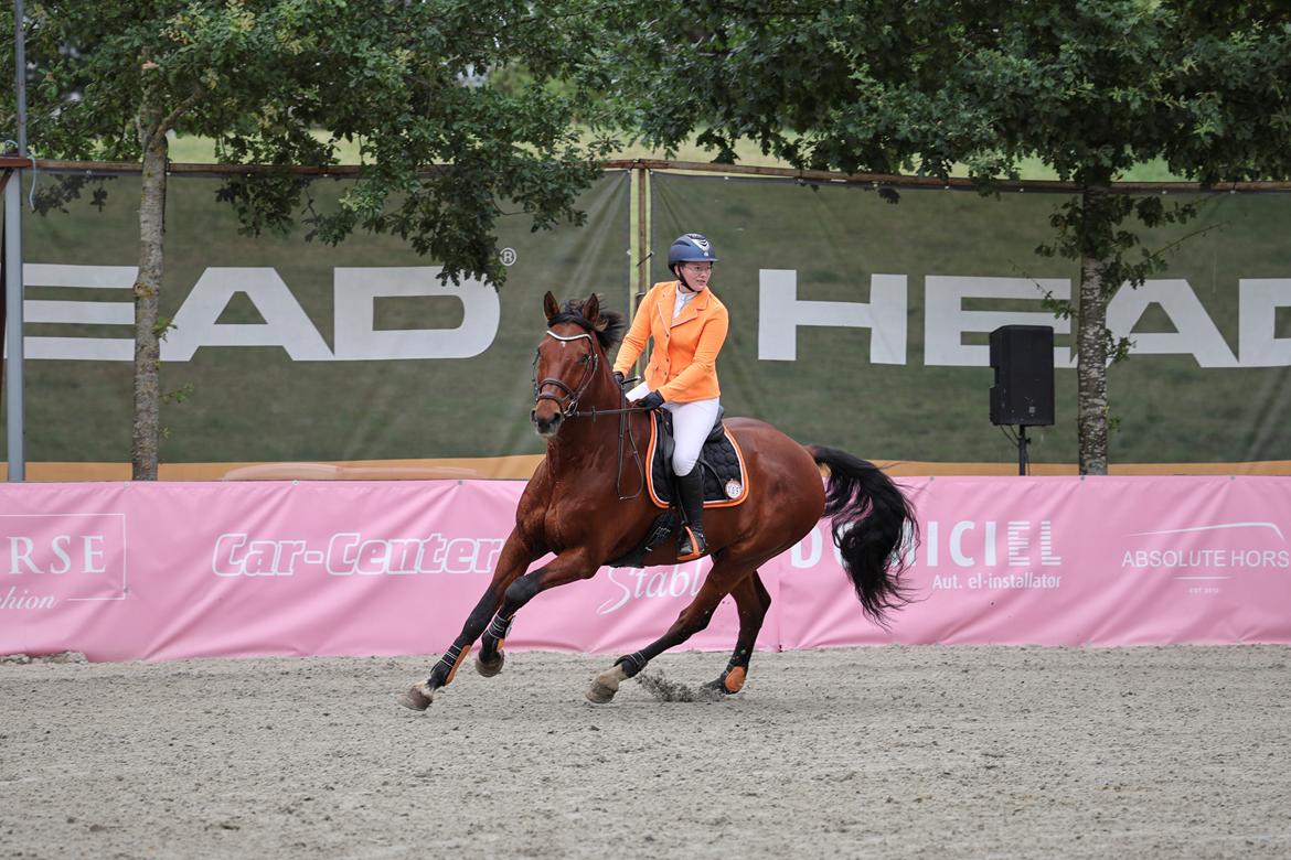 Dansk Varmblod • LERO NYGÅRDSTOFT • billede 19