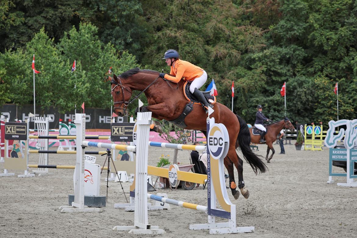 Dansk Varmblod • LERO NYGÅRDSTOFT • - Første MA1* 135 billede 4