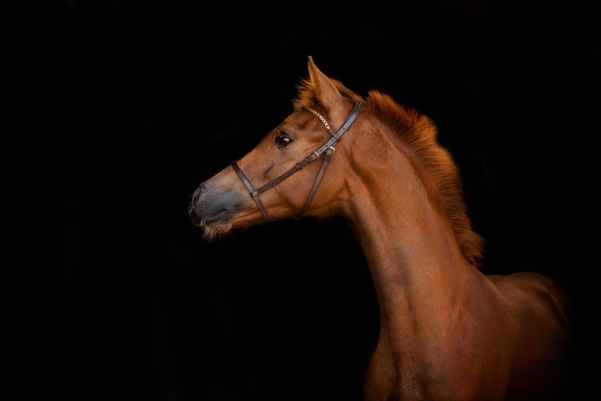 Dansk Varmblod Secret Dancer By Witzel billede 15