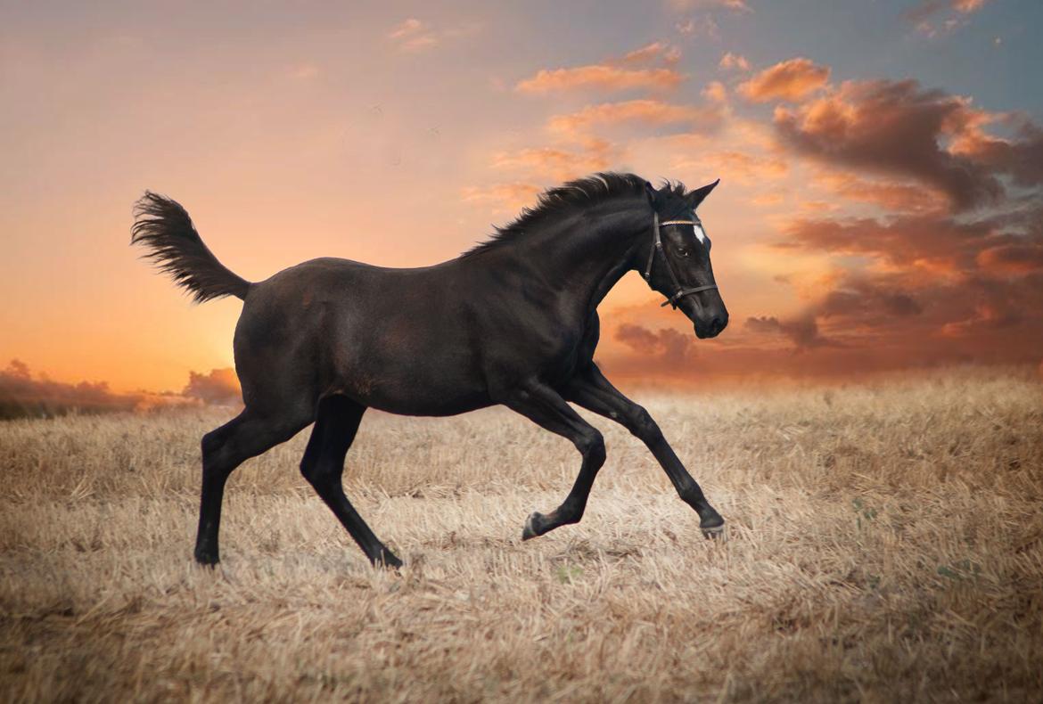 Trakehner Isaya by Witzel billede 1