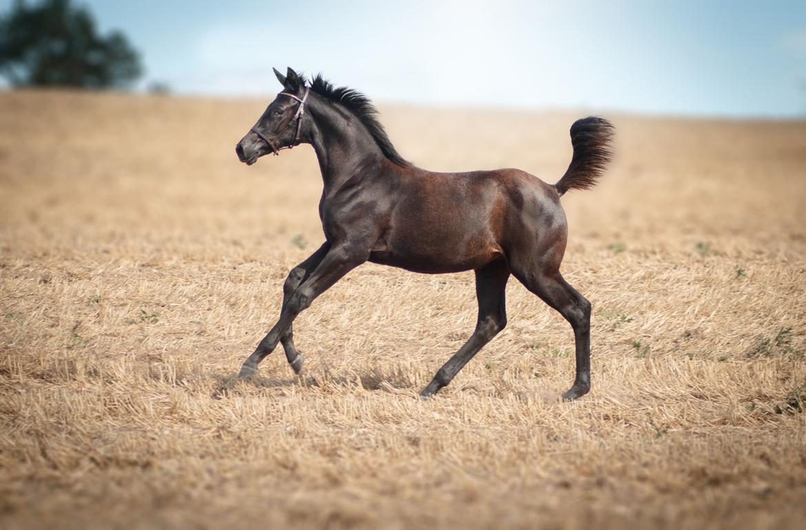 Trakehner Isaya by Witzel billede 3