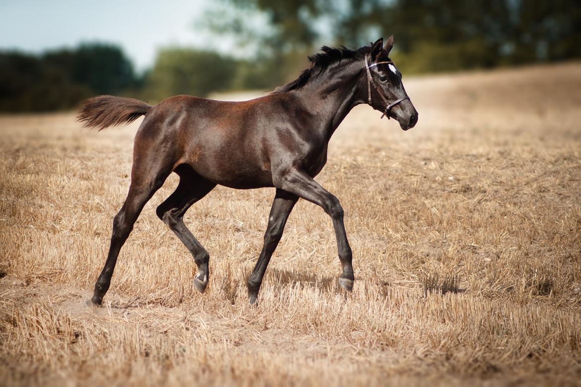 Trakehner Isaya by Witzel billede 2