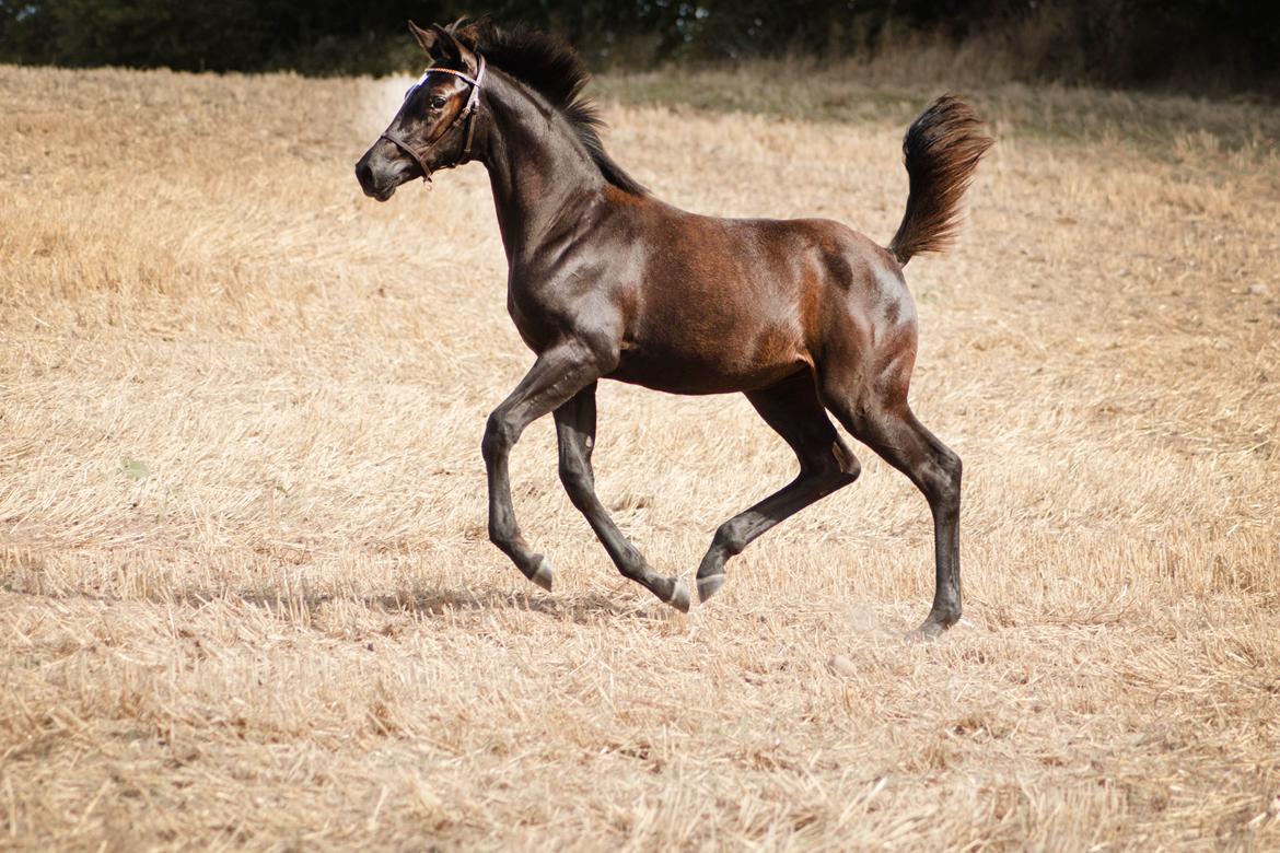 Trakehner Isaya by Witzel billede 4