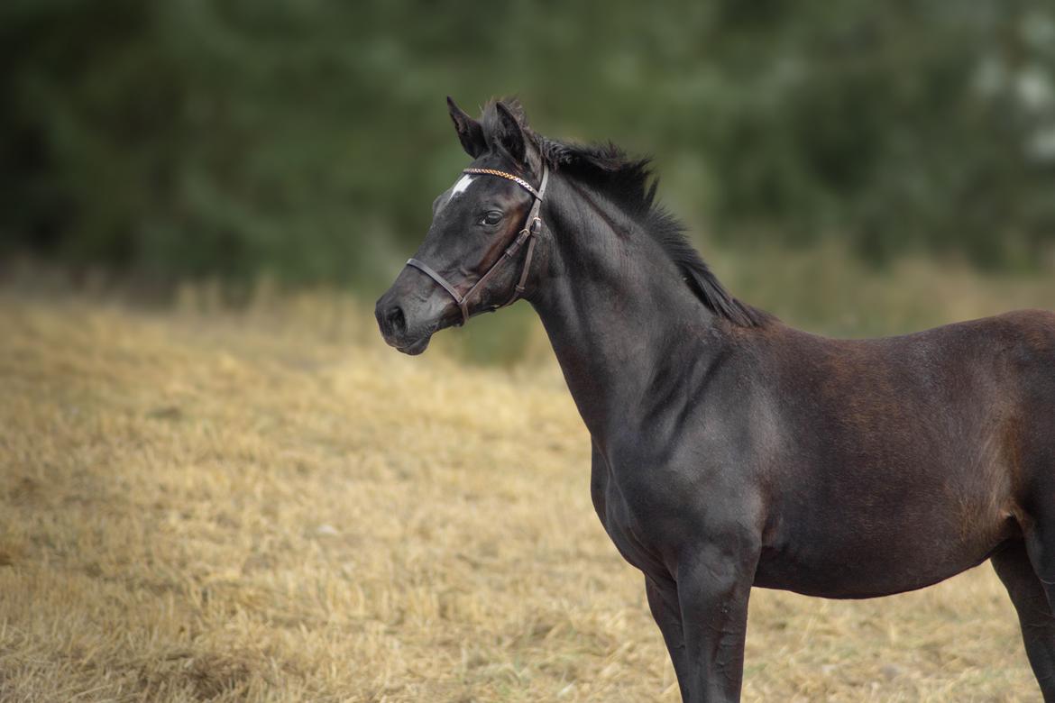 Trakehner Isaya by Witzel billede 5