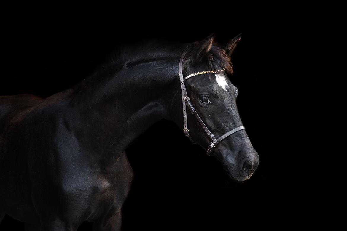 Trakehner Isaya by Witzel billede 6