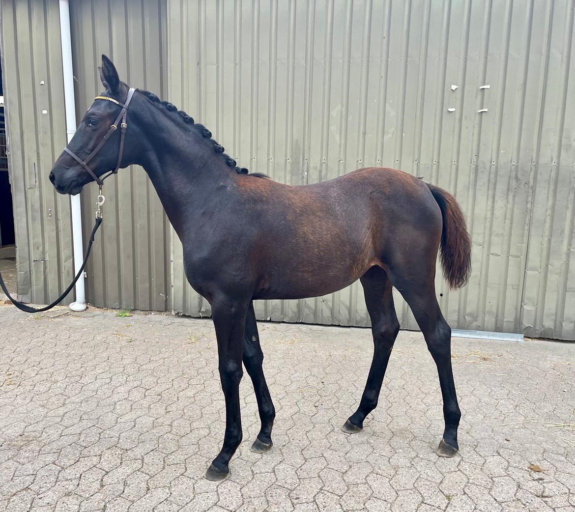 Trakehner Isaya by Witzel billede 7