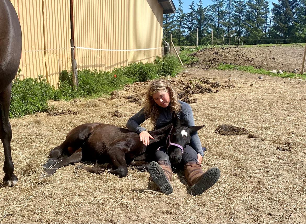 Trakehner Isaya by Witzel billede 9