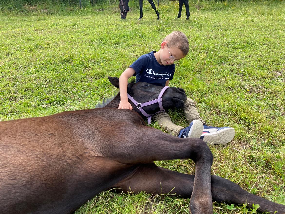 Trakehner Isaya by Witzel billede 8