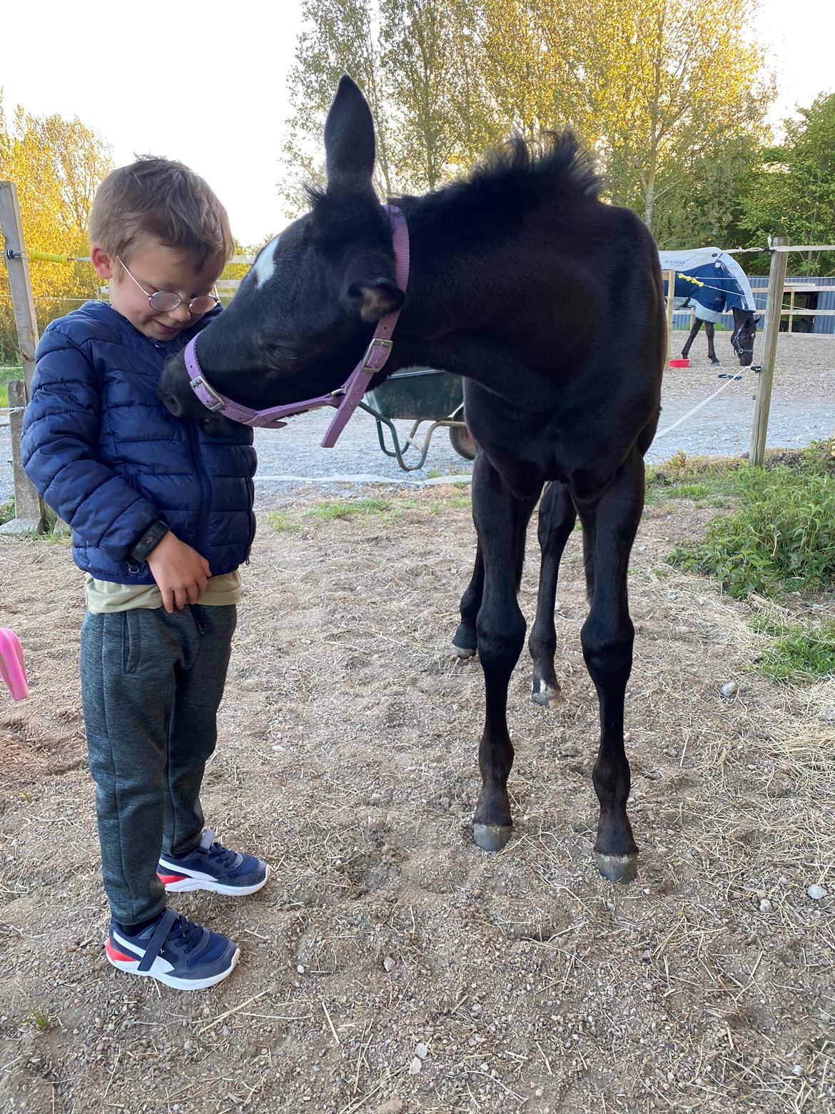 Trakehner Isaya by Witzel billede 10