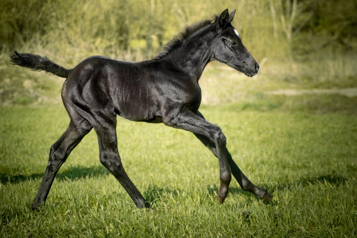 Trakehner Isaya by Witzel billede 11