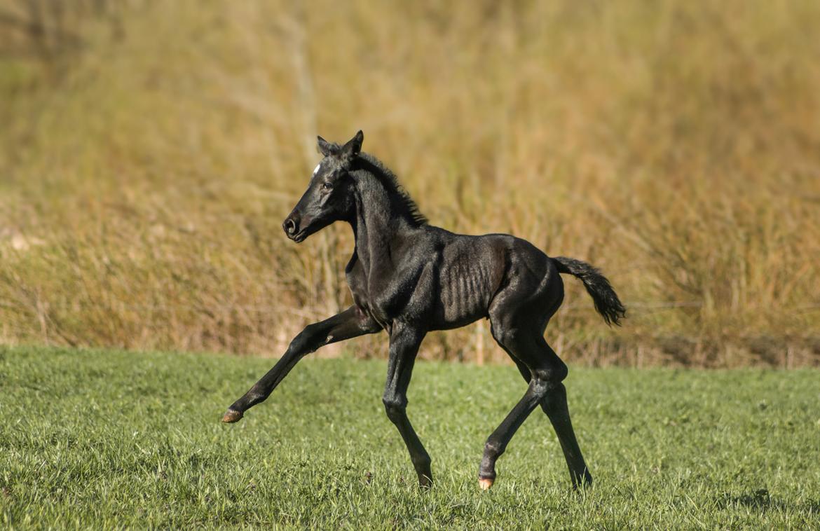 Trakehner Isaya by Witzel billede 12