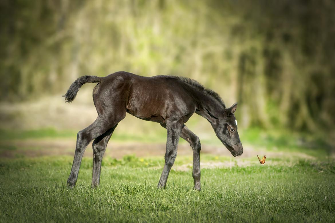 Trakehner Isaya by Witzel billede 13