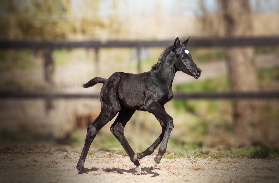 Trakehner Isaya by Witzel billede 14