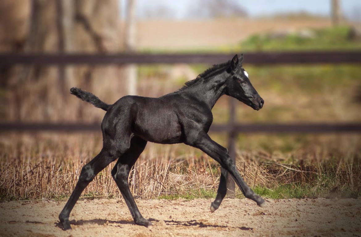 Trakehner Isaya by Witzel billede 16