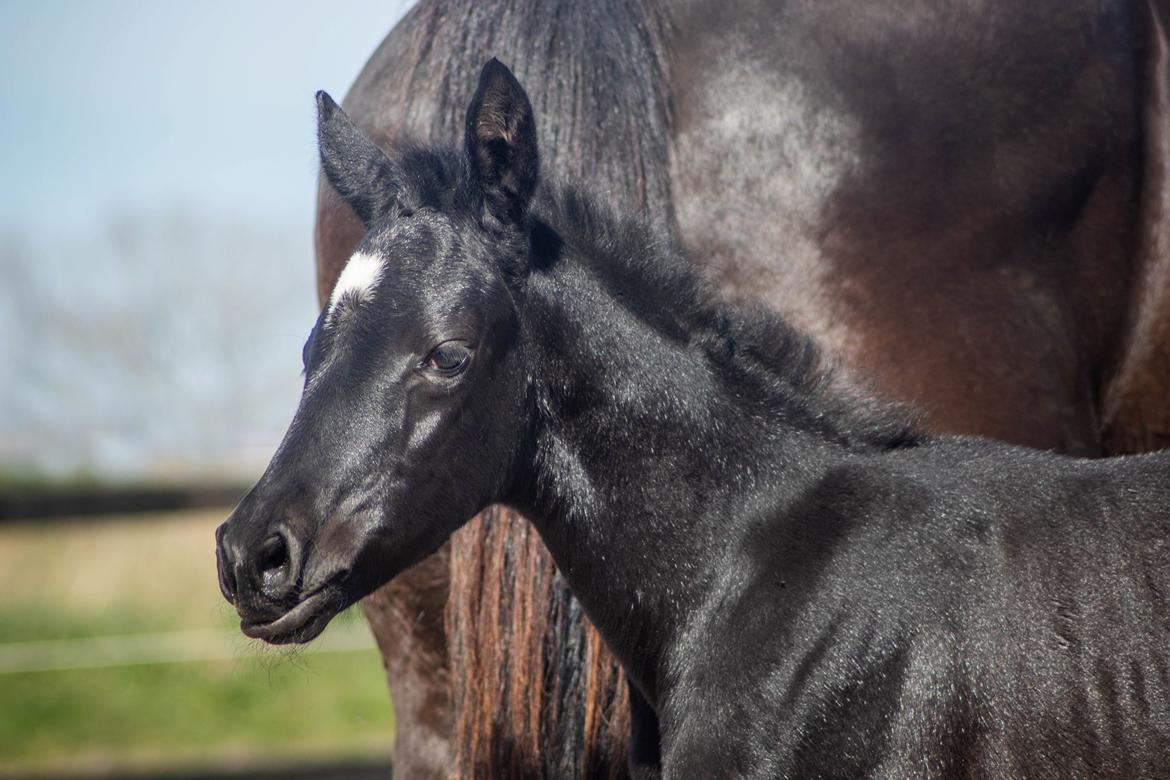 Trakehner Isaya by Witzel billede 15