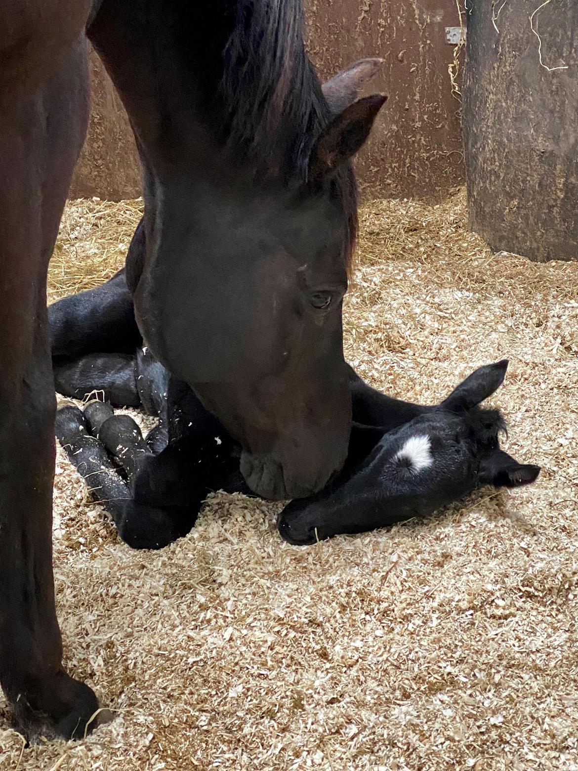 Trakehner Isaya by Witzel billede 17