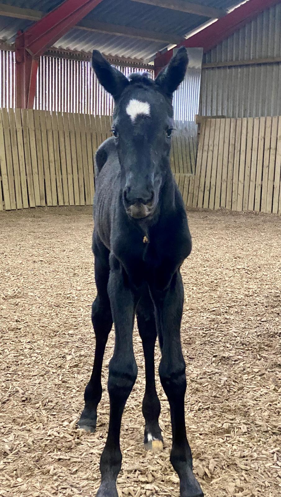 Trakehner Isaya by Witzel billede 18