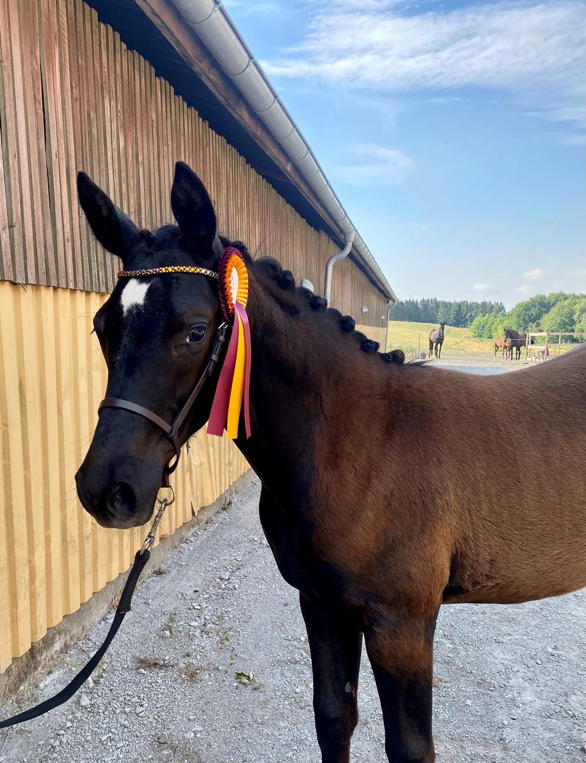 Trakehner Isaya by Witzel billede 20