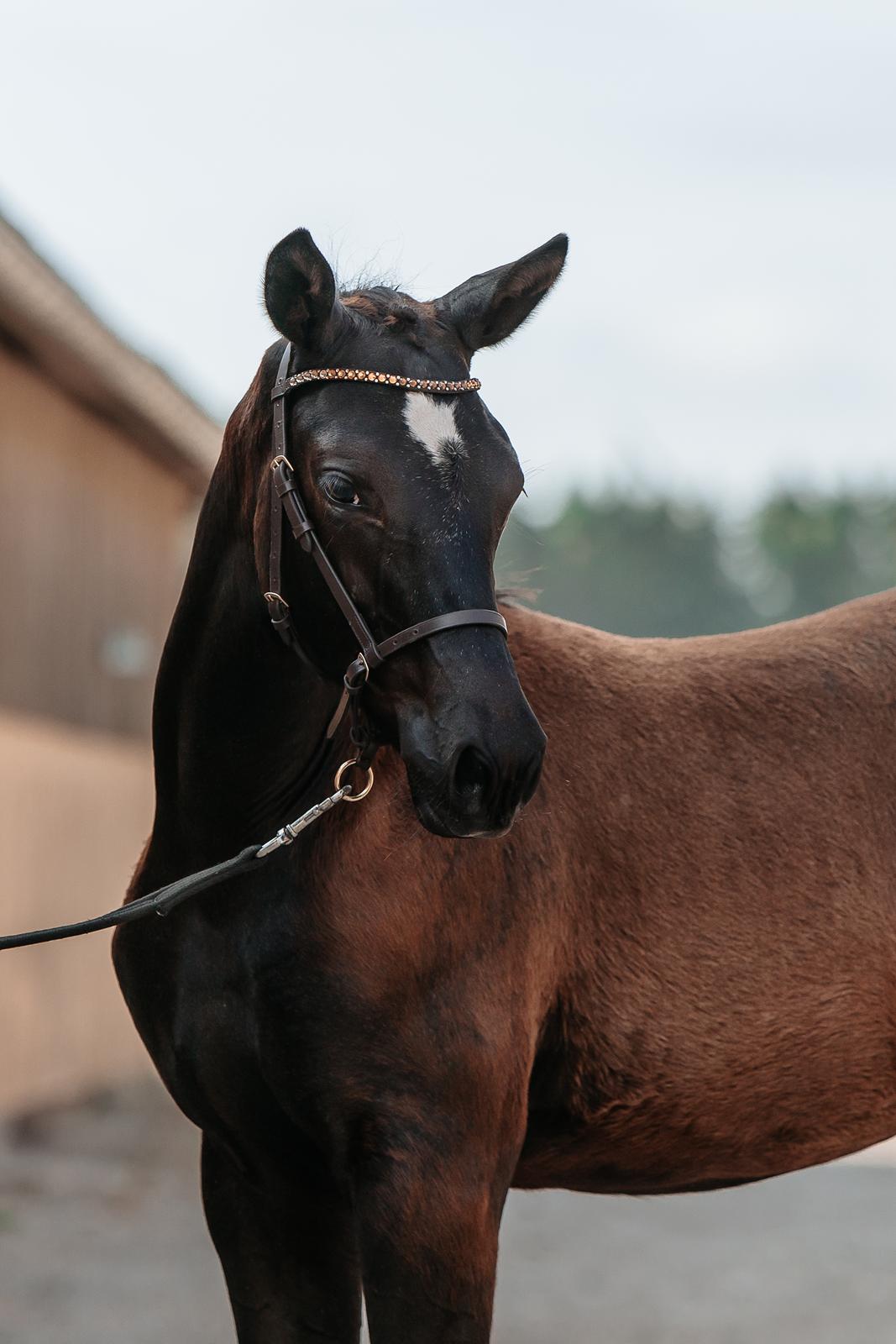 Trakehner Isaya by Witzel billede 19