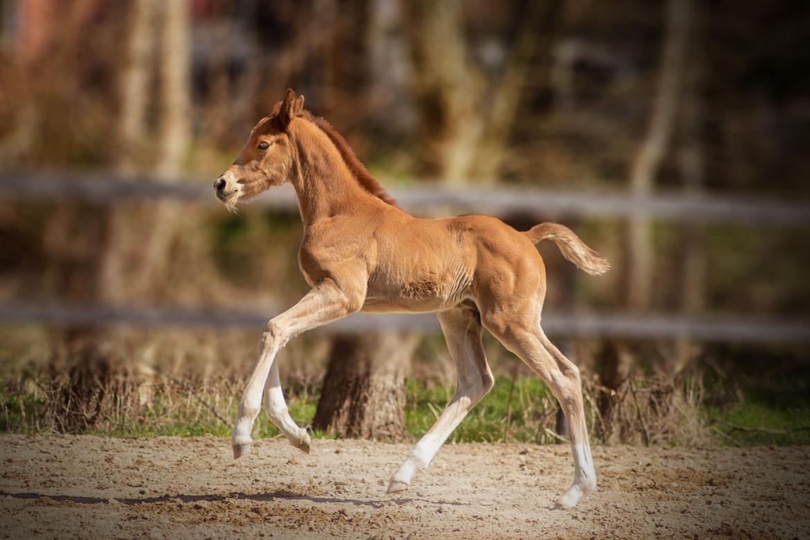 Dansk Varmblod Secret Dancer By Witzel billede 17