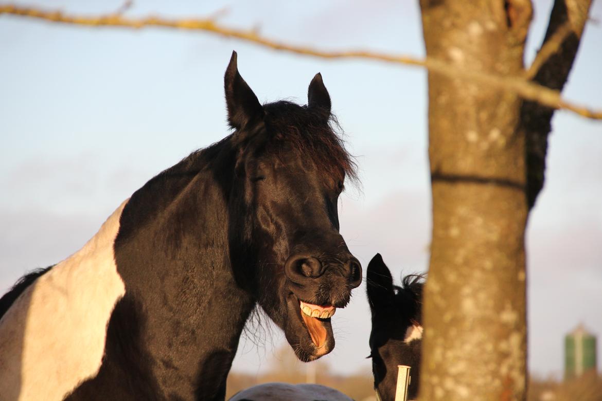 Tobiano Friesian (H-C Horses) Barbara von R billede 19