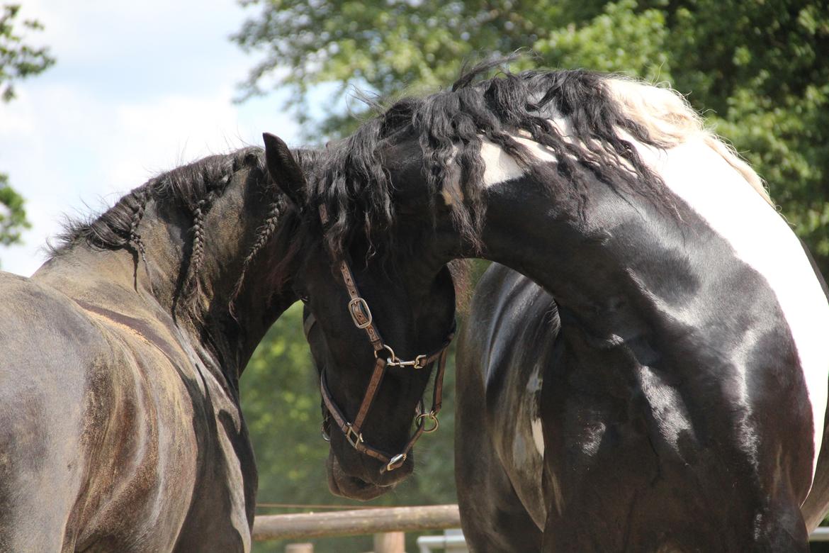 Tobiano Friesian (H-C Horses) Barbara von R billede 12