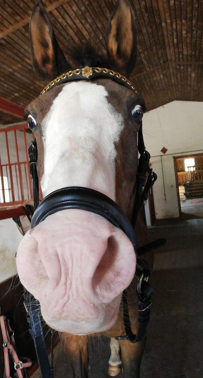 Anden særlig race Mitzi billede 14