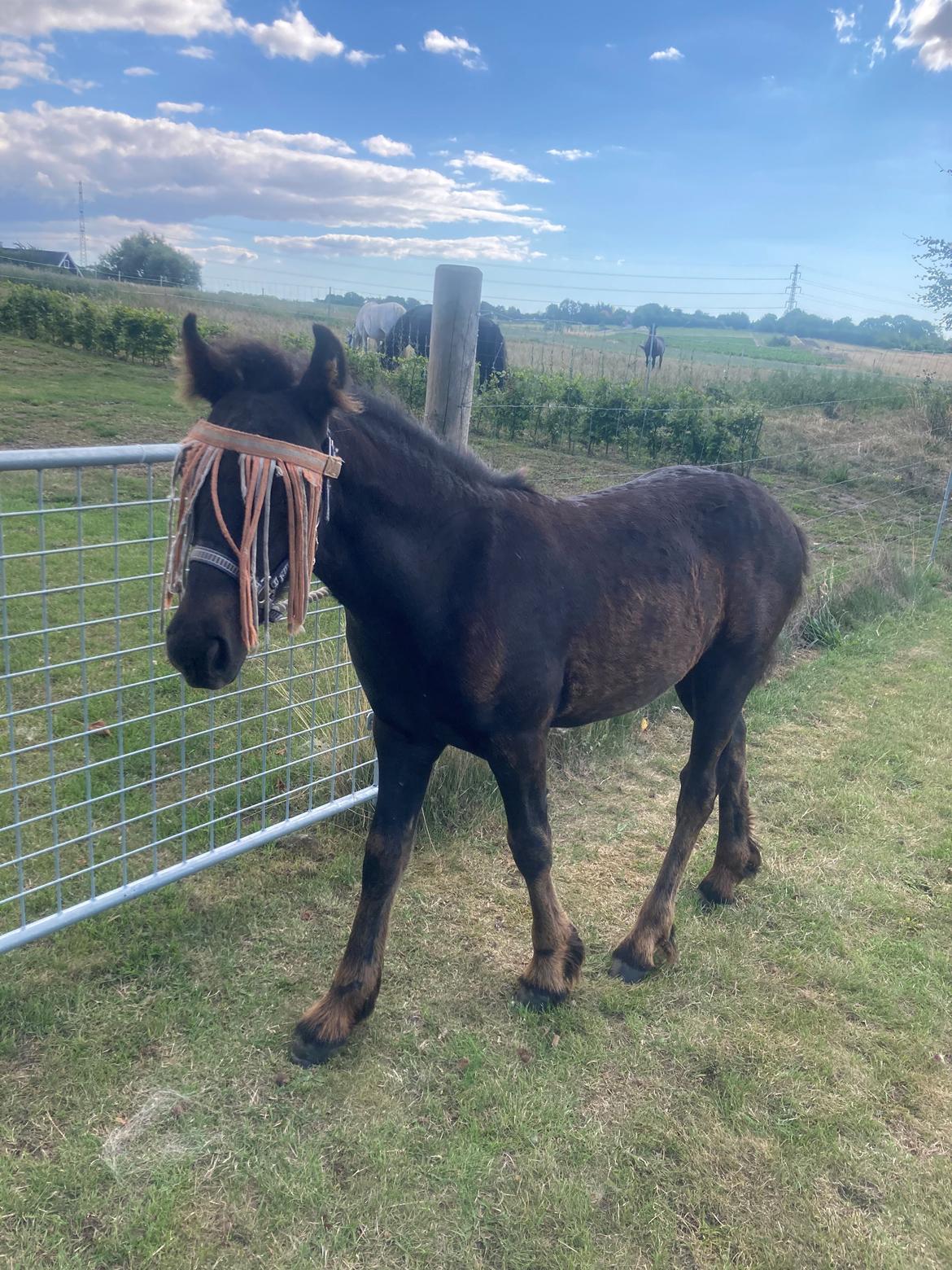 Fell pony Hollyhusets Bombay Saphire SOLGT billede 6